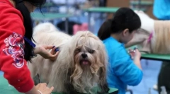 Piękno w doggy: pekiński malachi